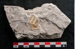 Foto (Detailansicht) von Dictyopteris brongniarti Gutb. (NHMW-GEO-2024-0188-10762)
